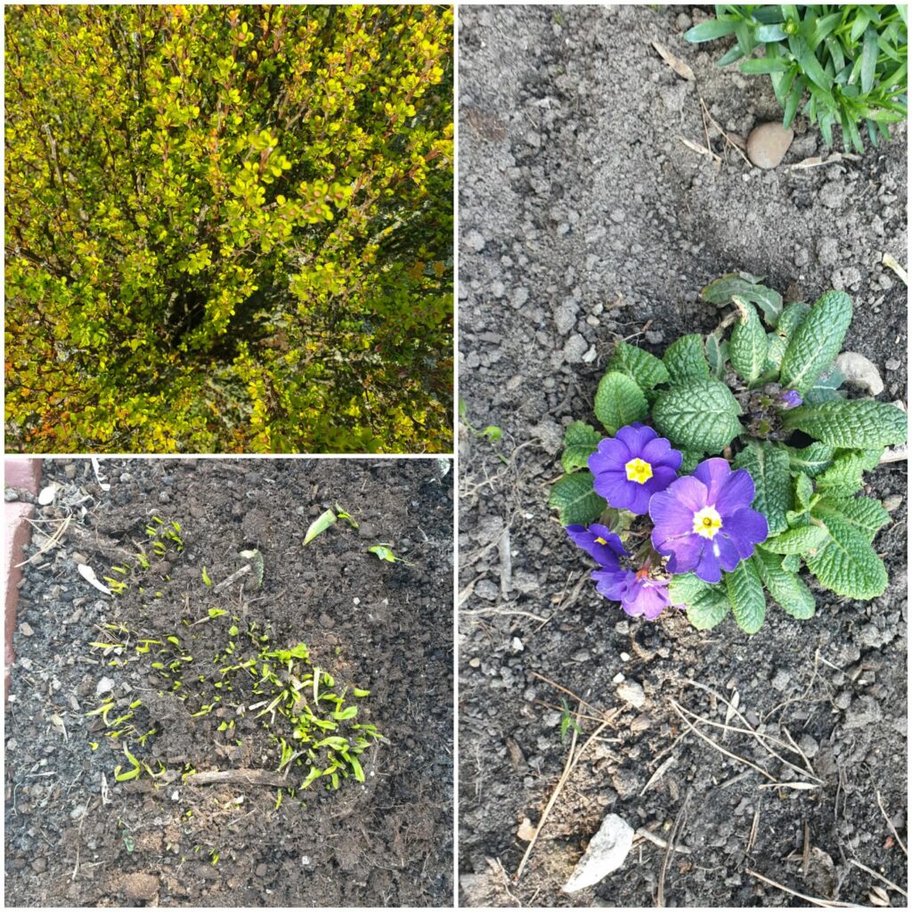 Powitanie Wiosny (7)