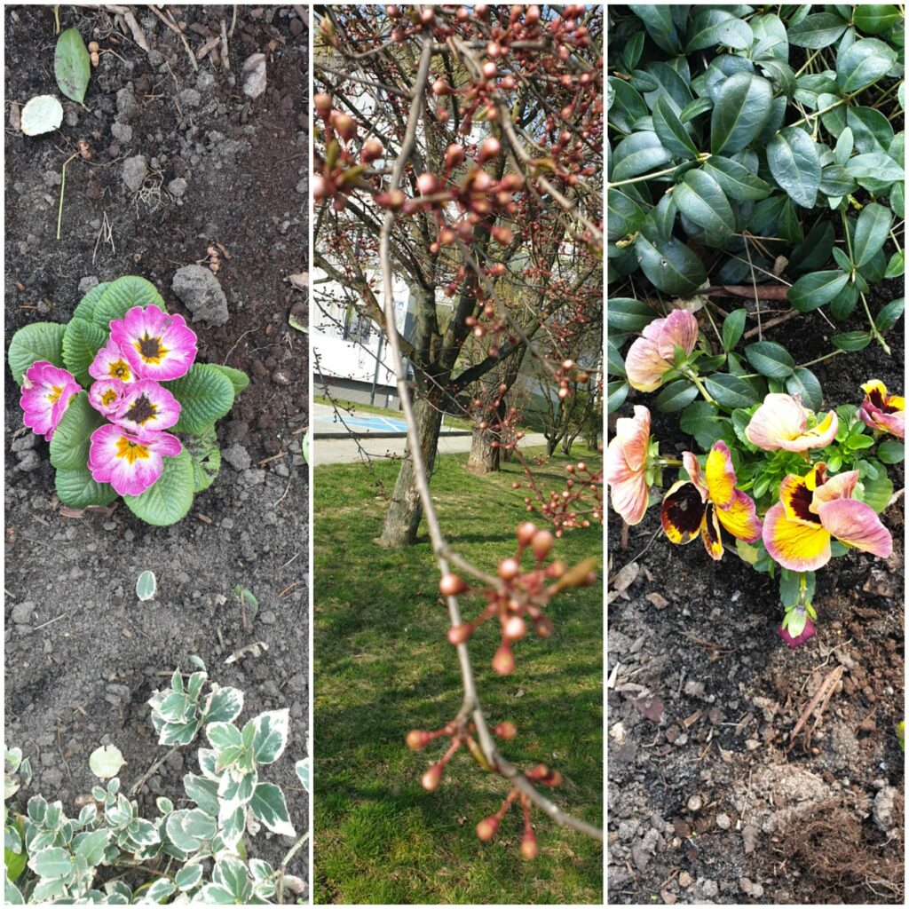 Powitanie Wiosny (9)